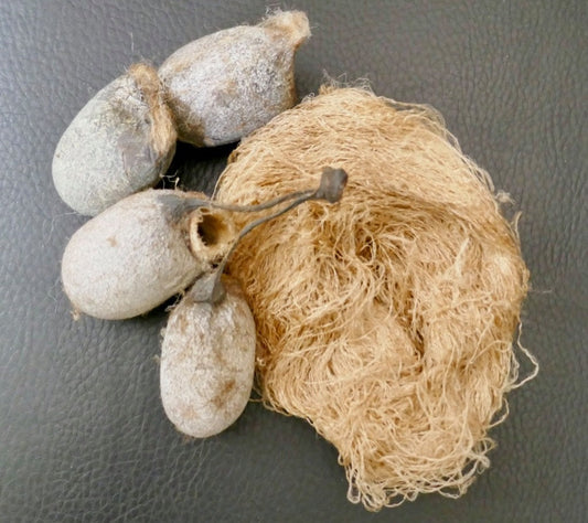 Odisha TASSAR cocoons