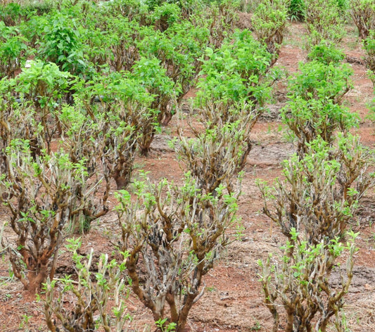 Mulberry Cultivation: Karnataka