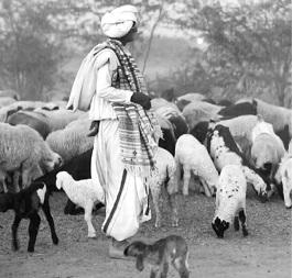 Desi Wool from KUTCH